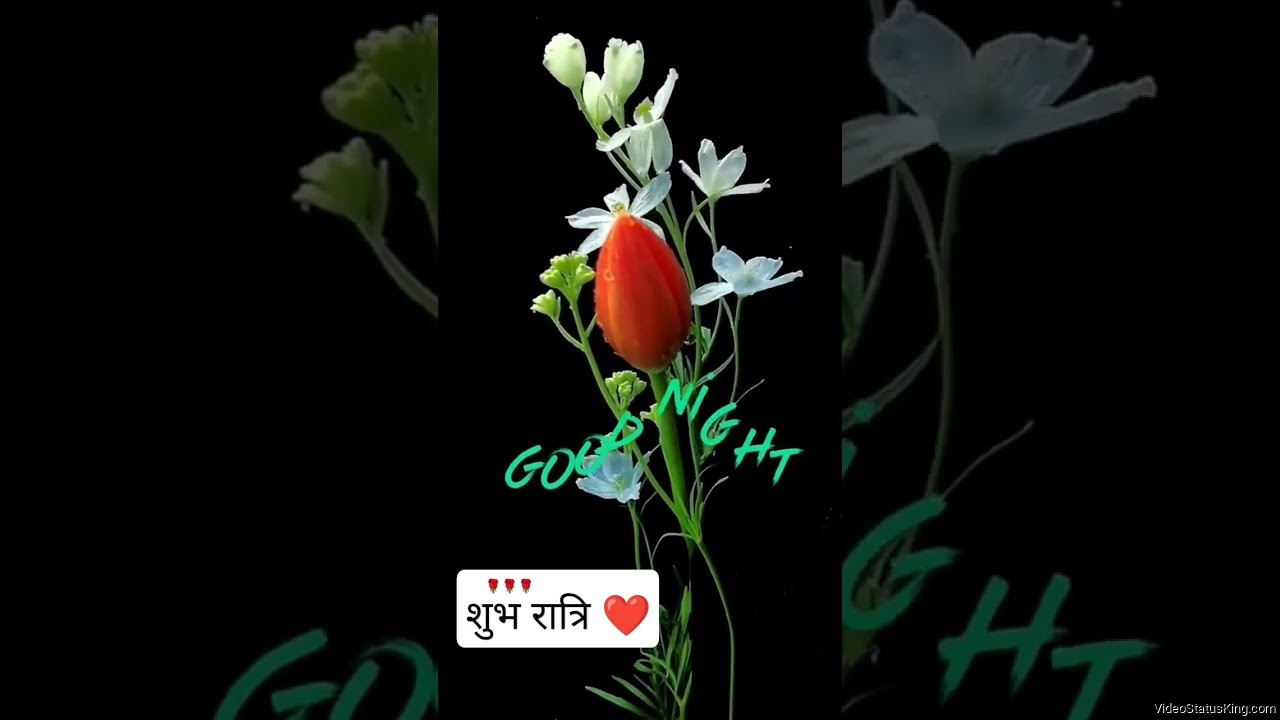 Beautiful Good Night Flower Status Video