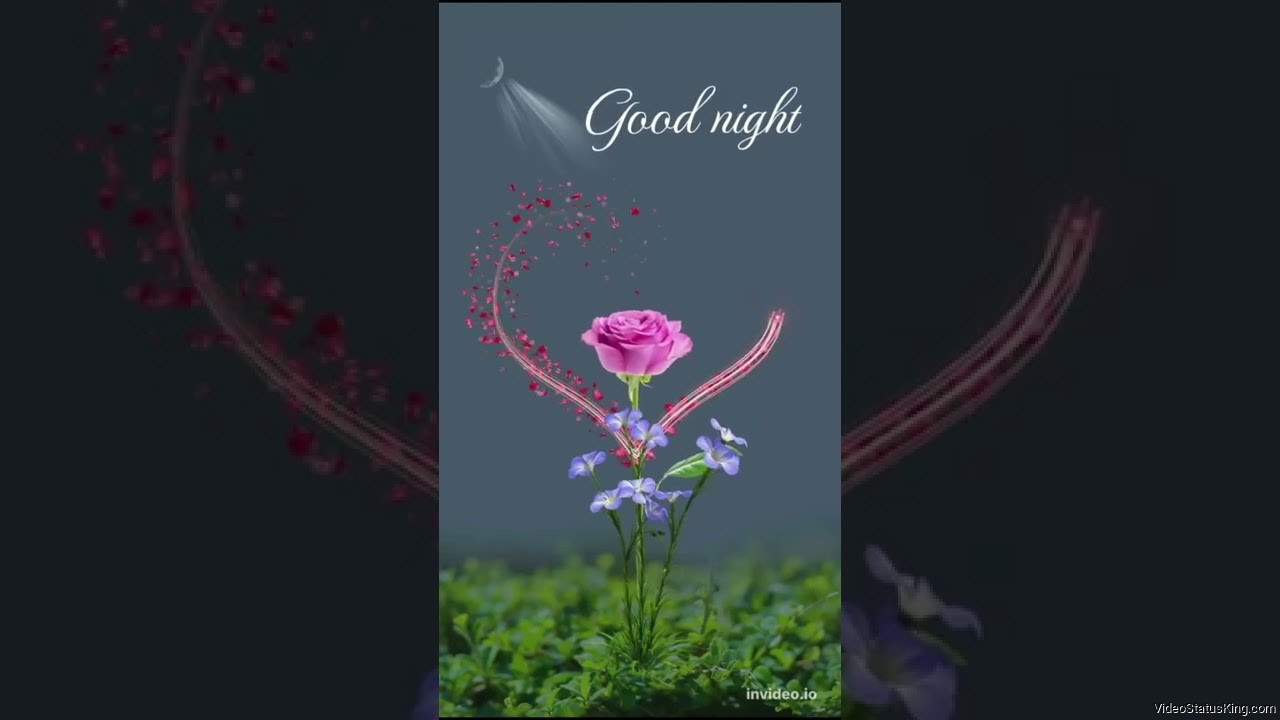 Good Night Romantic Rose Flower Status Video